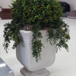 Contemporary Planter